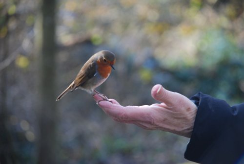 Friendly Robin at Tehidy Country Park, Camborne, Cornwall.