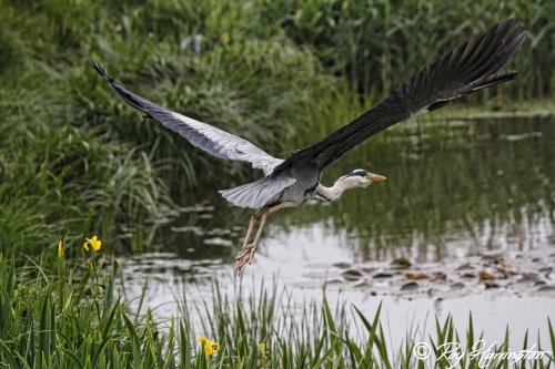 Heron in flight