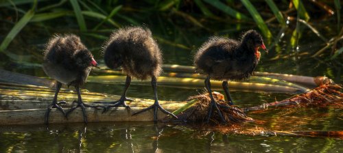 Moorhen Chicks on the Oxford Canal near Adderbury, Oxfordshire
