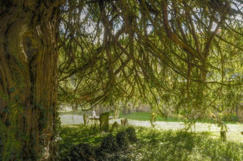 Spreading Yew in the Churchyard, Westbury, Buckinghamshire