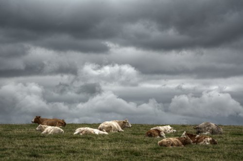 Cows near Claydon, Oxfordshire