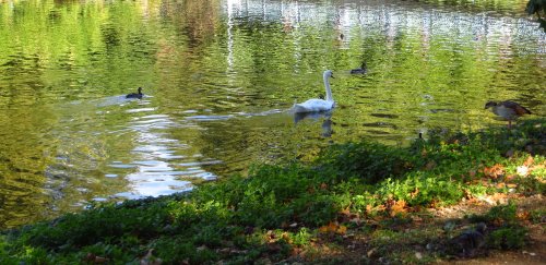 Great sunny day at St James's Park, London