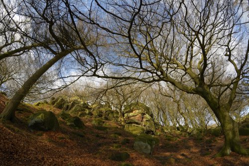 Wooded Glade on The Roaches near Upper Hulme, Staffordshire