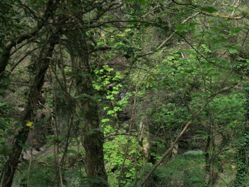 Kennall Vale Nature Reserve