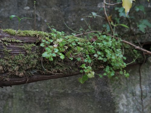Kennall Vale Nature Reserve