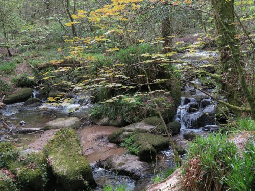 Kennall Vale Nature Reserve