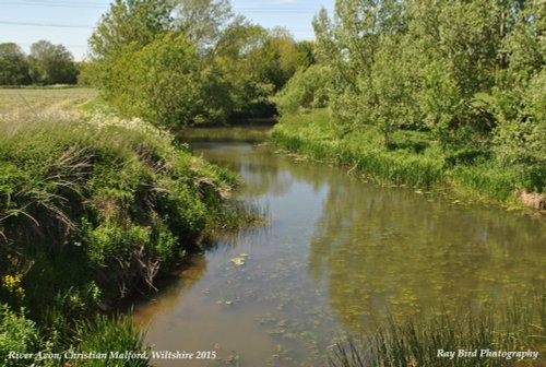 River Avon, Christian Malford, Wiltshire 2015
