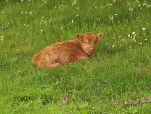 Highland Calf