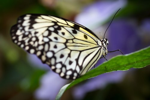 Stratford Butterfly Farm