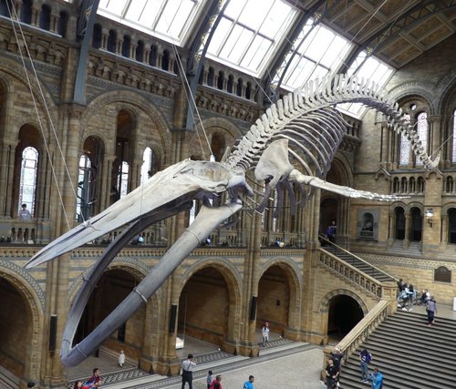 The Natural History Museum