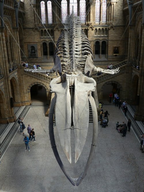 The Natural History Museum