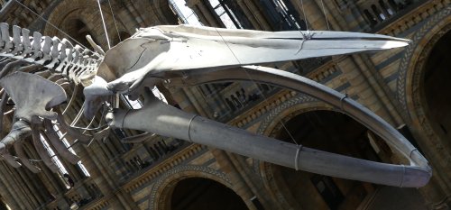 The Natural History Museum