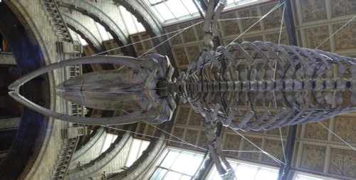 The Natural History Museum