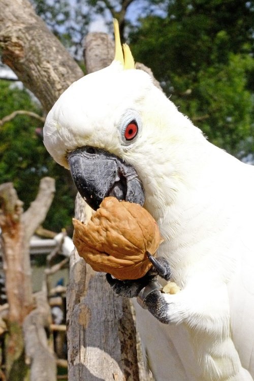 Tropical Birdland, Desford.