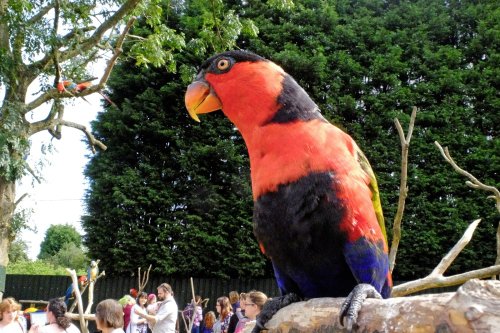 Tropical Birdland, Desford, Leicestershire.