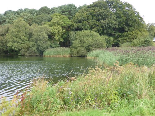 Talkin Tarn, phragmites australis, the common reed, changes as the seasons change
