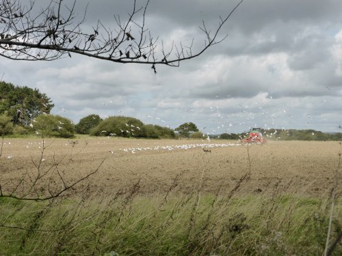 Gulls Following the Plough in West Wittering