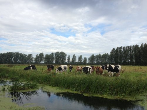 Cattle on marshes at Shipmeadow