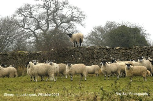 Sheep, nr Luckington, Wiltshire 2008