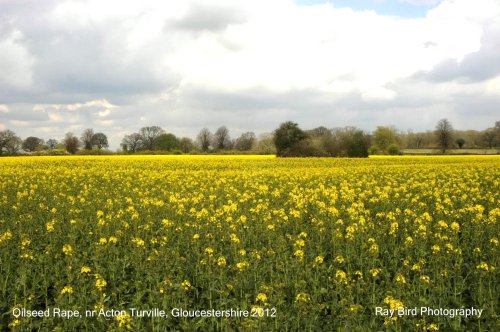 Oilseed Rape Field, Acton Turville, Gloucestershire 2012