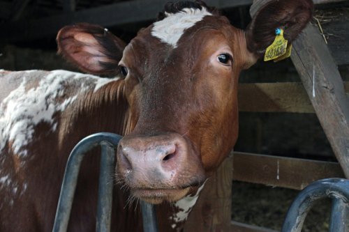 Beamish Open Air Museum