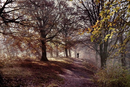 Autumn stroll In Judy Woods Wyke