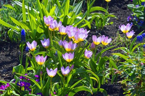 Mottisfont Abbey & Gardens