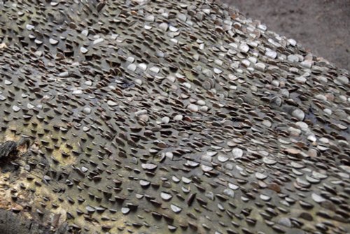 Coins embedded in fallen tree trunk at Aira Trail