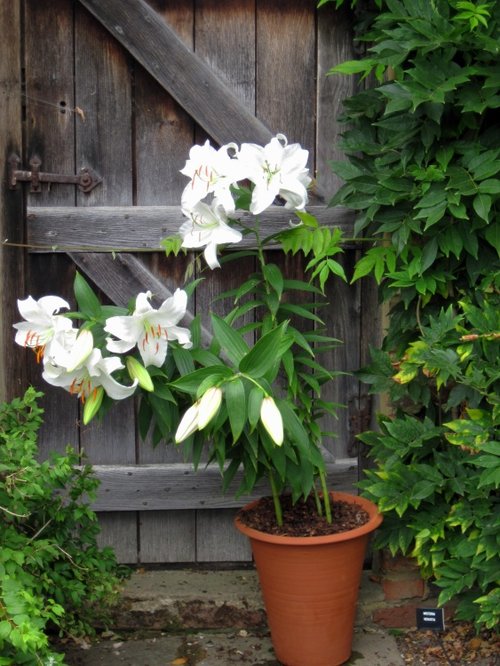 Knole House & Deer Park