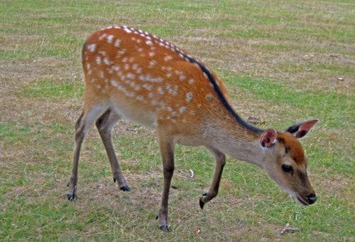 Knole House & Deer Park