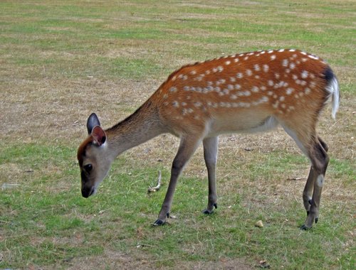 Knole House & Deer Park