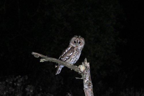 Tawny Owl, Suffolk