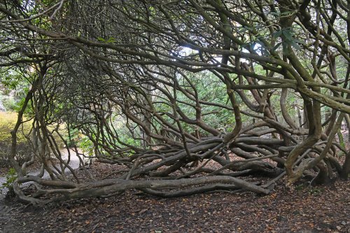 Sheffield Park & Garden