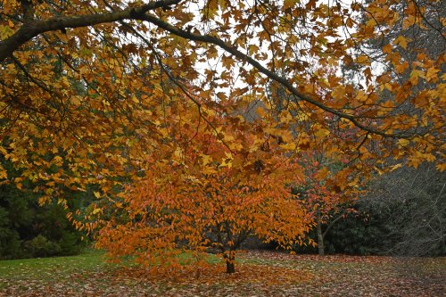 Sheffield Park & Garden