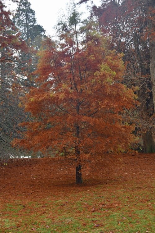 Sheffield Park & Garden