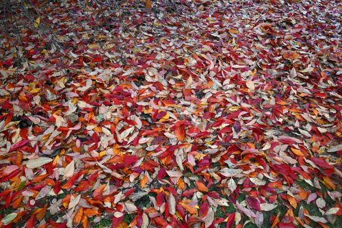 Sheffield Park & Garden