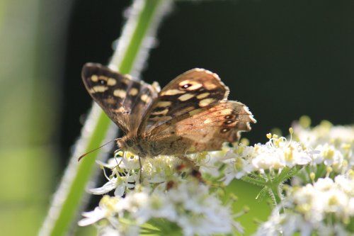 East Devon Golf Club