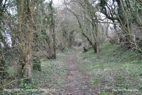 Ancient Boundary Track, nr Luckington, Wiltshire 2019