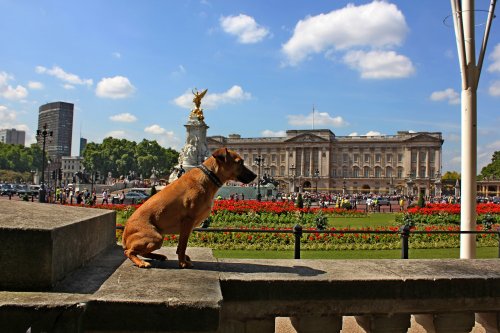 Buckingham Palace