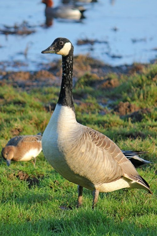 Canada goose at Ottermouth