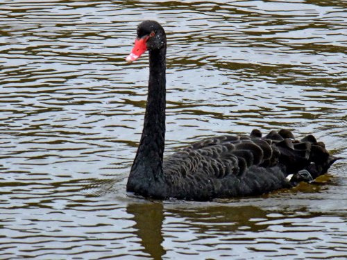 Black swan in Ottermouth