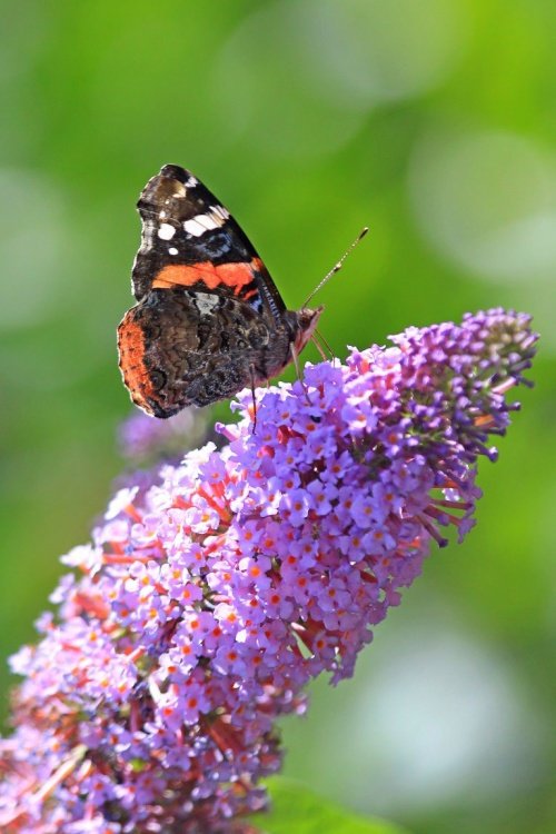 Red admiral