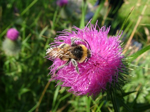A Bicton bee
