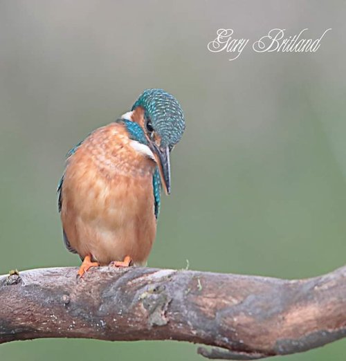 Kingfisher , Accrington