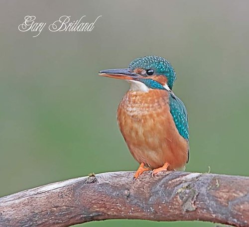 Kingfisher , Accrington
