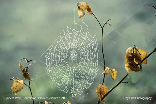 Spiders Web, nr Badminton, Gloucestershire 1994