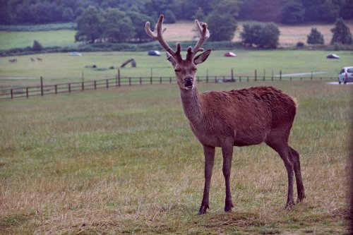 Longleat stag