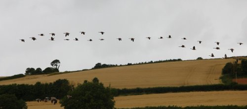 Canada Geese return to Budleigh