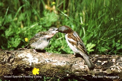 Male House Sparrow feeding young in garden, Acton Turville, Gloucestershire