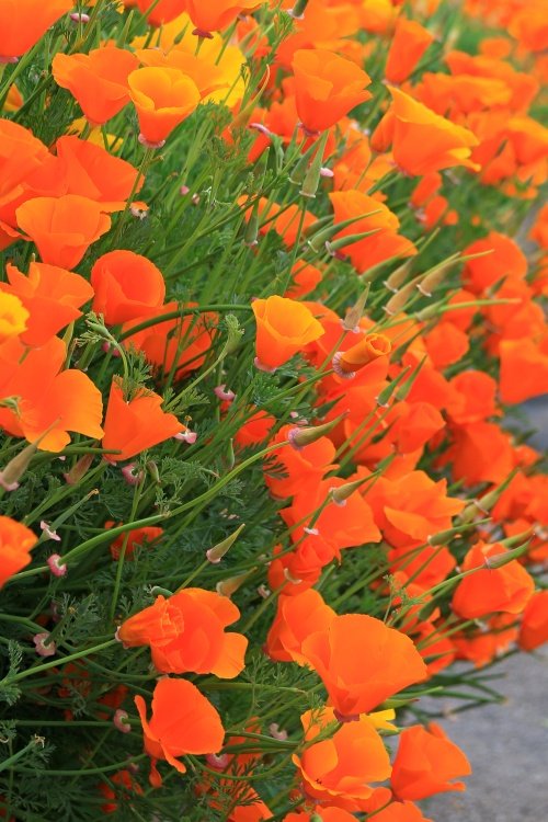 Colours found in Budleigh